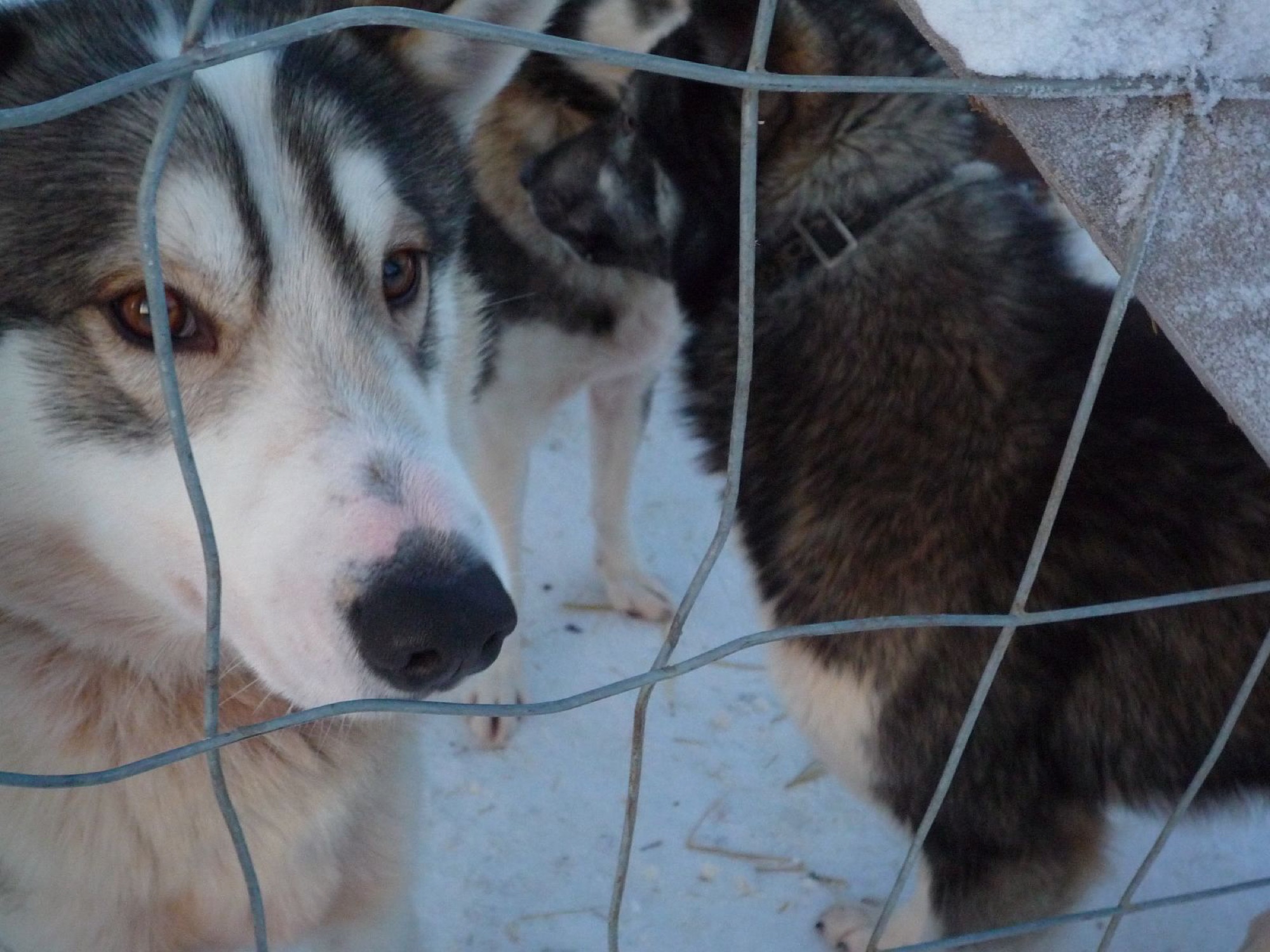 Ruka'da husky köpekleri