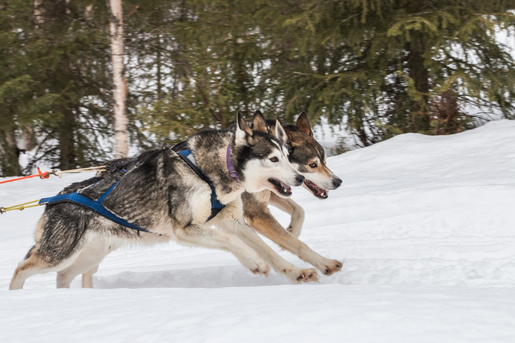 Husky kızağı, Finlandiya