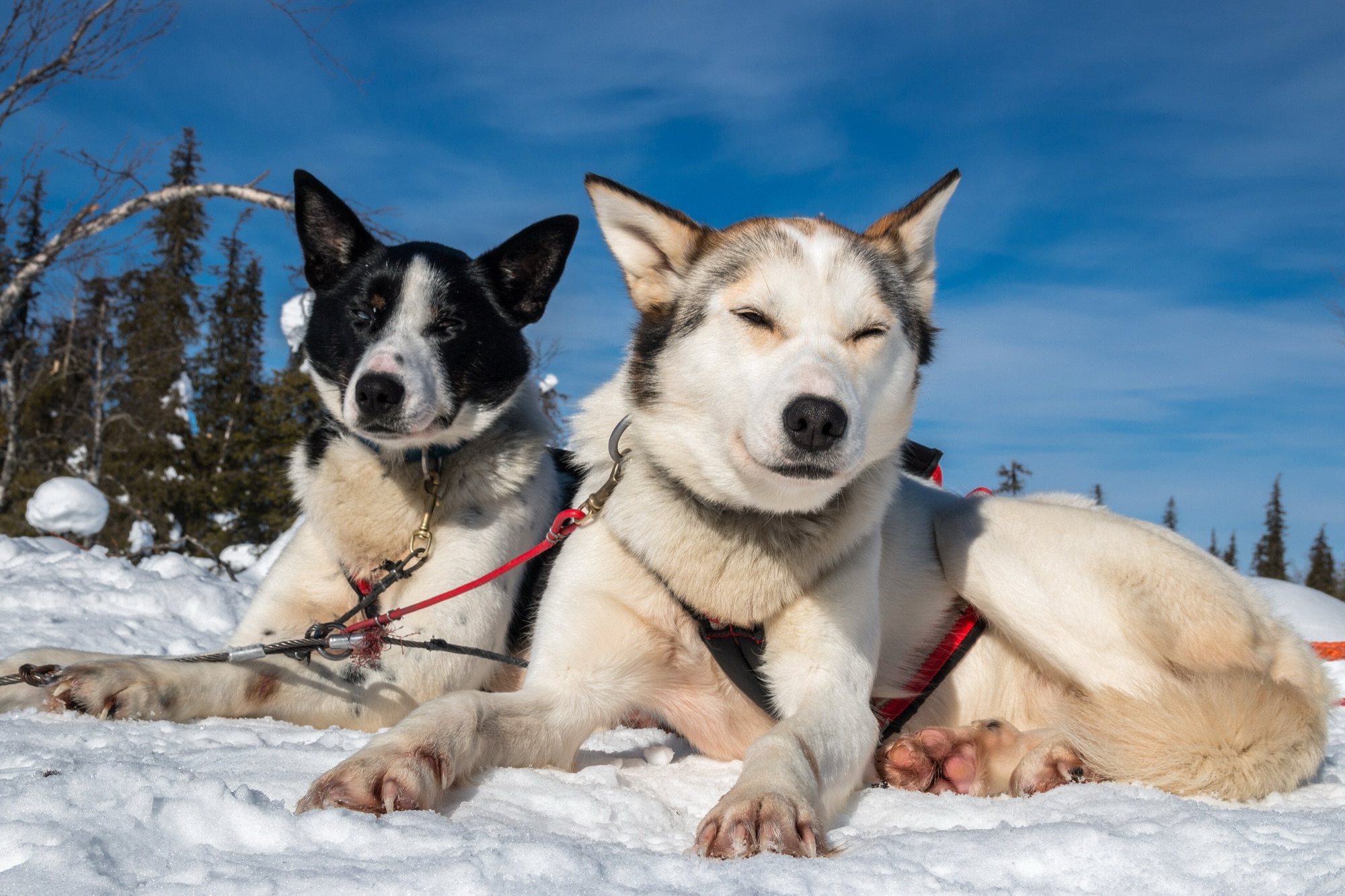 Kittilä'de husky köpekleri