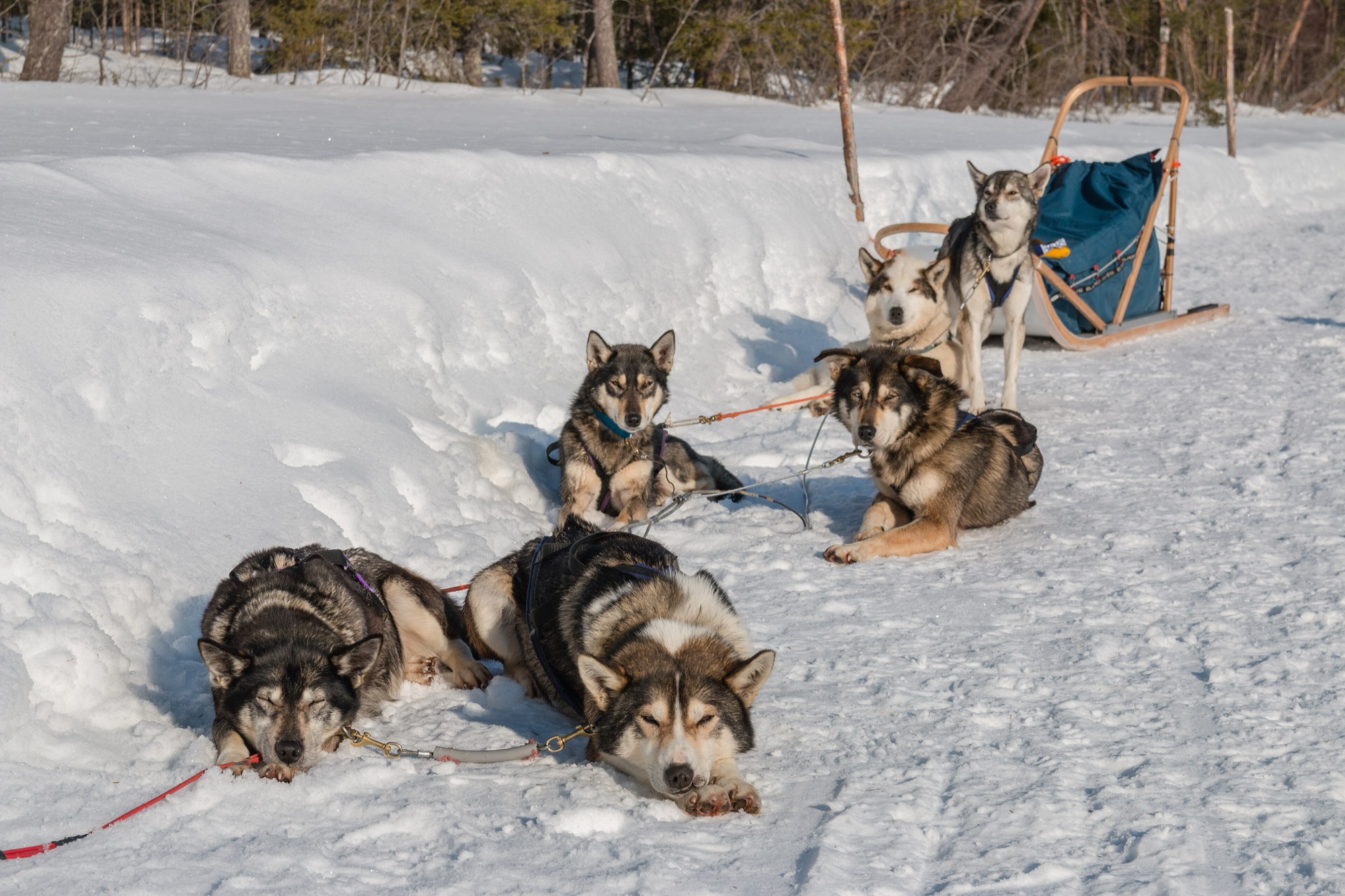 Kuusamo'da husky köpekleri