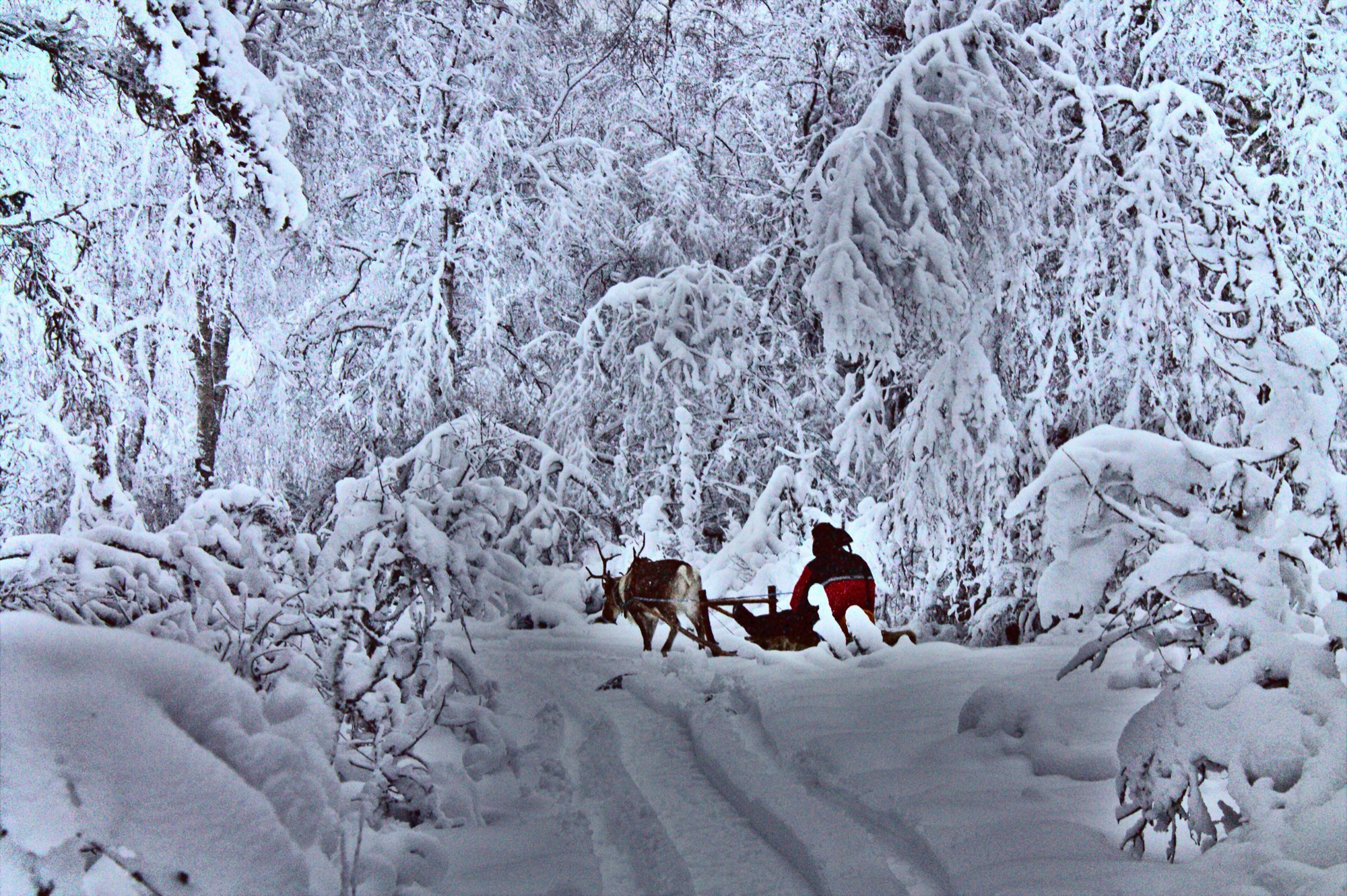Kemi'de karlı orman ve ren geyiği kızağı
