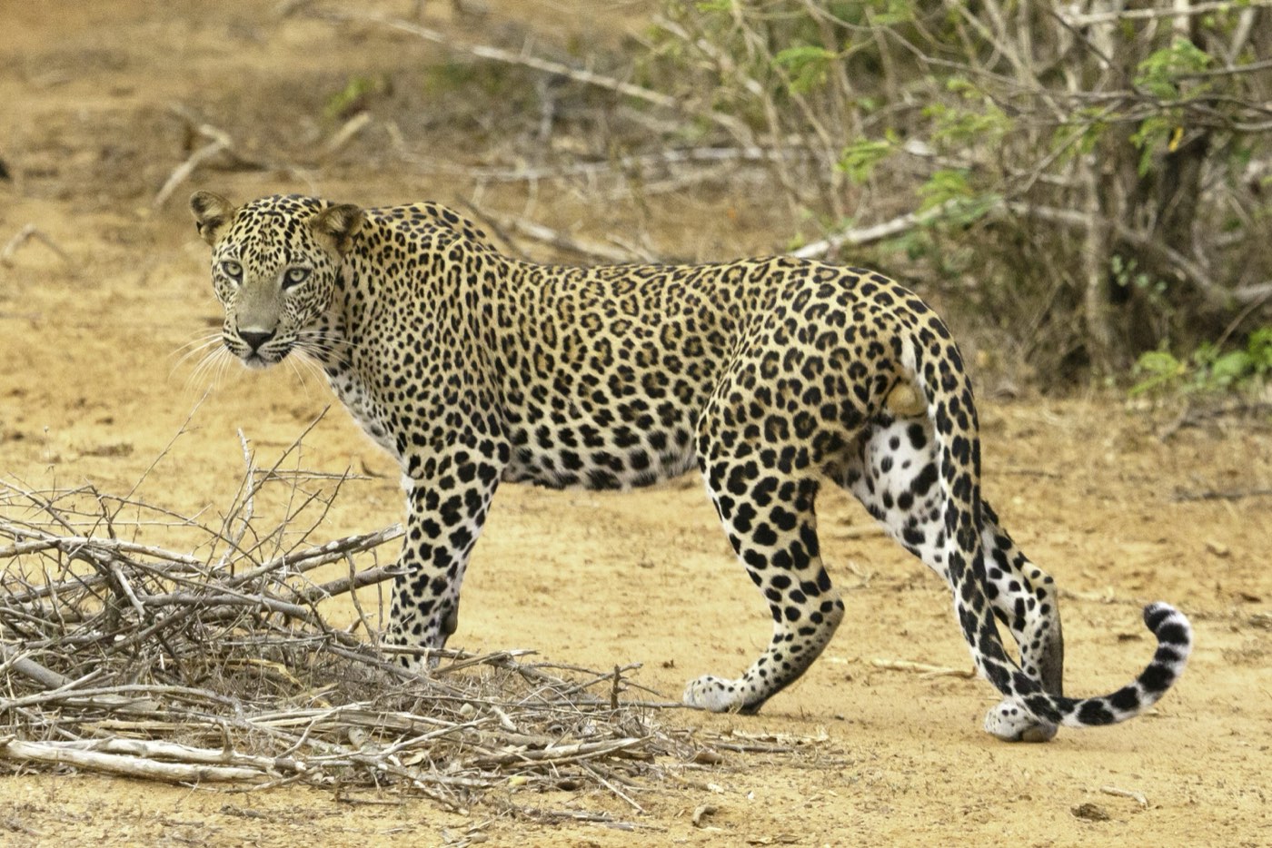 Yala Milli Parkı'nda leopar