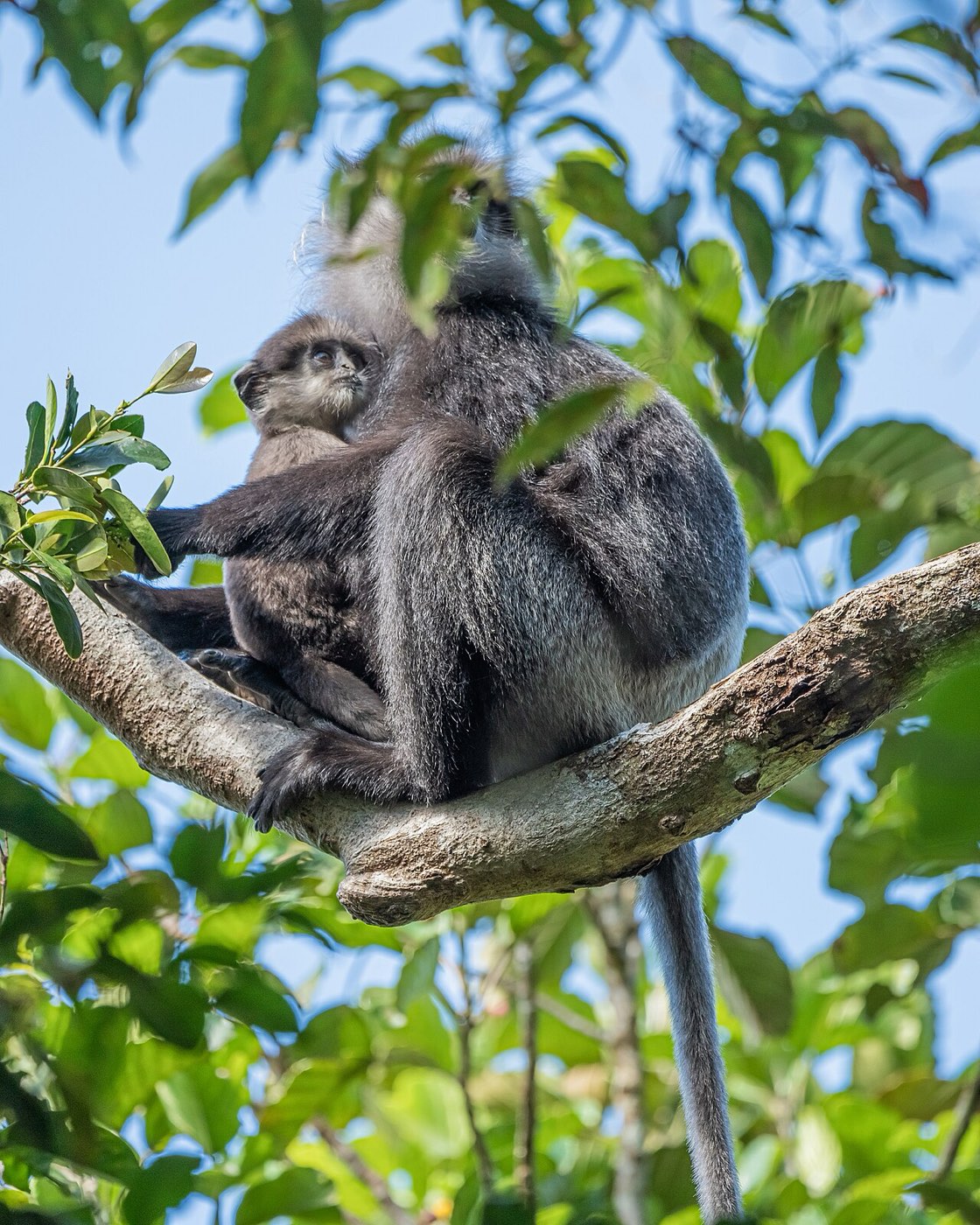 Mor yüzlü langur